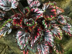 07C Begonia Etna plant with brightly colored leaves of black with red in the Forsgate Conservatory Hong Kong Park